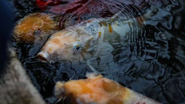 Gros Plan Poissons Koi Colorés Dans Étang — Photo