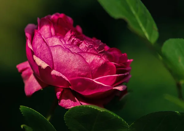 Eine Nahaufnahme Einer Leuchtend Rosa Floribunda Rose — Stockfoto