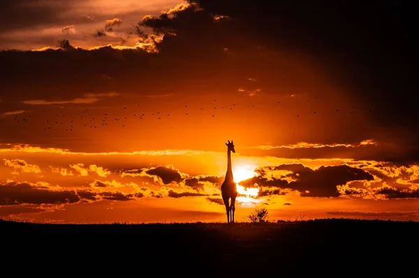 Altın Saatinde Savanada Bir Zürafanın Silüeti — Stok fotoğraf