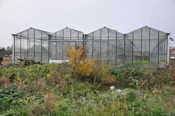 Old Glass Greenhouse Field Grey Overcast Sky Background Meerbusch Germany — Stock Photo, Image