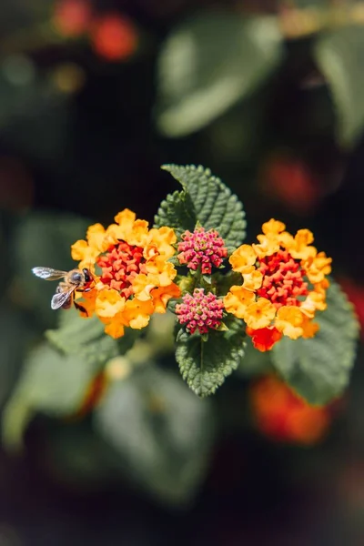 晴れた日にはカラフルなランタナの花に蜂の垂直ショット — ストック写真