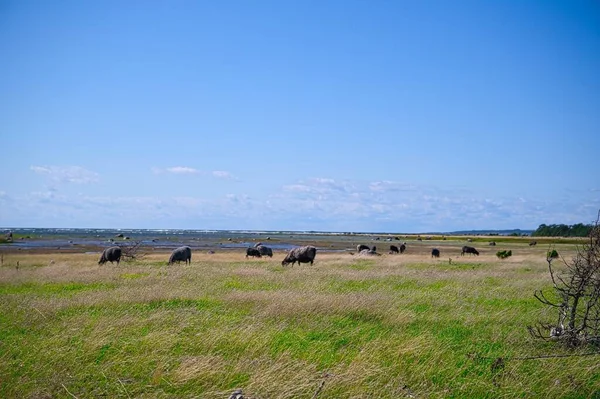 Μια Γραφική Φωτογραφία Των Αγελάδων Βόσκησης Ένα Ανοιχτό Πράσινο Πεδίο — Φωτογραφία Αρχείου