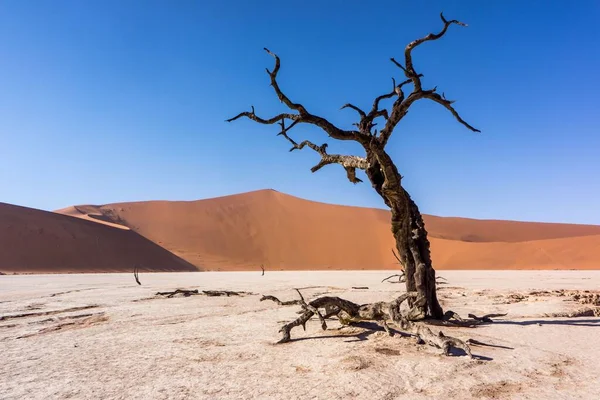 무더운 사막에서 나무들 — 스톡 사진