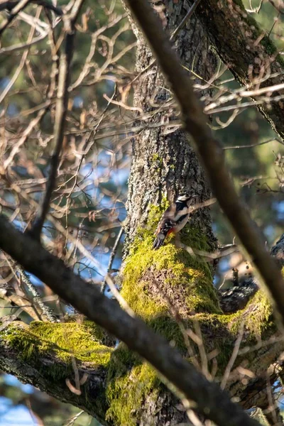 Seletivo Grande Pica Pau Manchado Dendrocopos Major Uma Árvore Musgosa — Fotografia de Stock