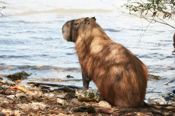 Capybara Baby Stand Lac — Photo