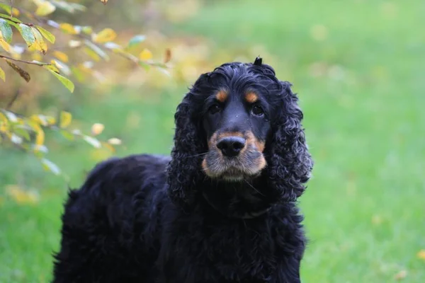 Retrato Close Preto Inglês Cocker Spaniel Olhando Para Câmera — Fotografia de Stock