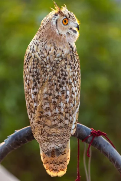 A selective focus view of an Eurasian eagle-owl with open beak from behind