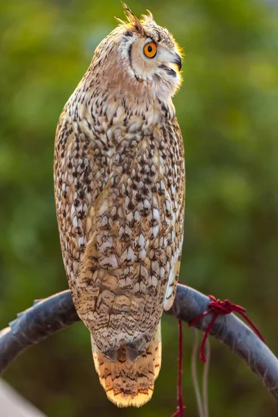 Una Visión Selectiva Búho Águila Eurasiática Con Pico Abierto Por — Foto de Stock