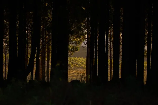 Vacker Utsikt Över Mörk Skog Med Höga Träd — Stockfoto