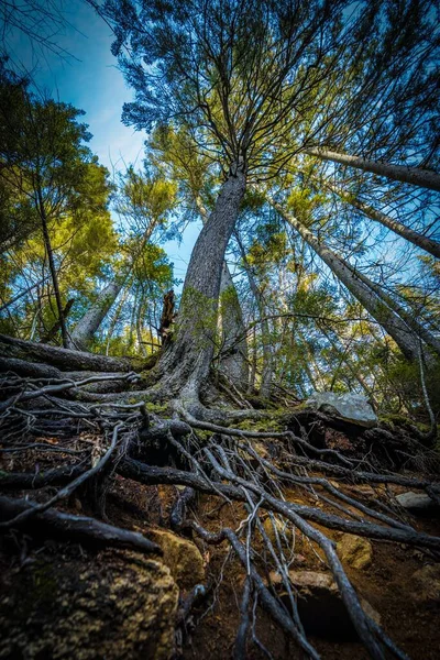 Nízkoúhlý Záběr Obrovského Stromu Dlouhými Kořeny — Stock fotografie