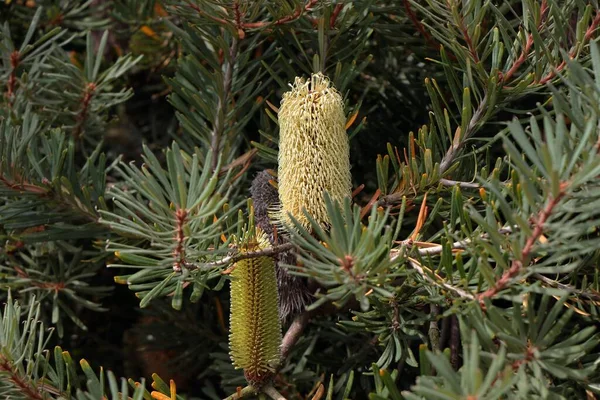 Detailní Záběr Banksia — Stock fotografie