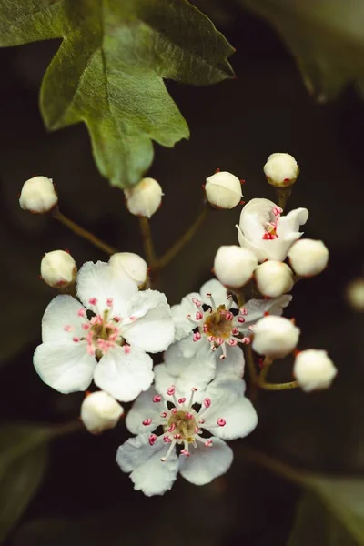 Eine Vertikale Makroaufnahme Einer Weißen Blütenblume Einem Wald Eastham — Stockfoto