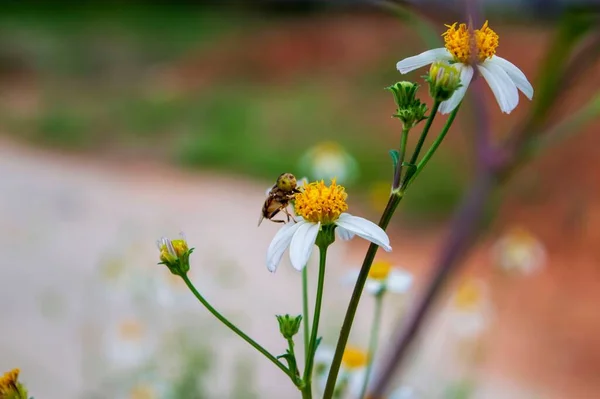Owady Które Siedzą Kwiatach Pilosa Bidens Fotografia Przyrodnicza — Zdjęcie stockowe