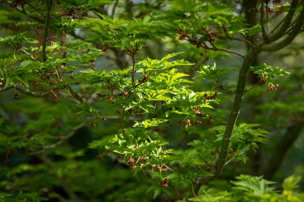Belo Tiro Uma Árvore Verde Uma Floresta Durante Dia — Fotografia de Stock