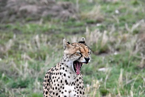 A close-up shot of a cheetah with an open mouth