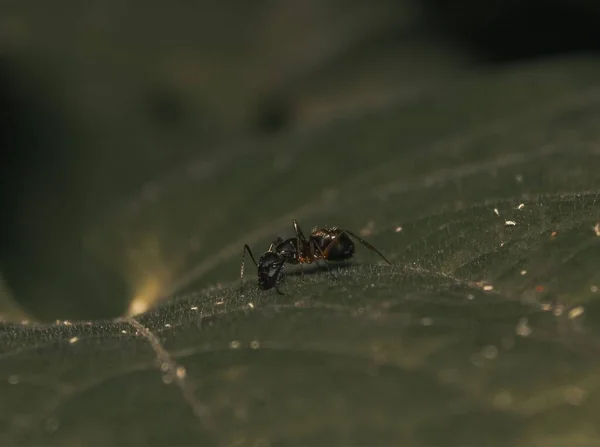 Closeup Shot Carpenter Ant Hunting White Flies Leaf — Stock Photo, Image