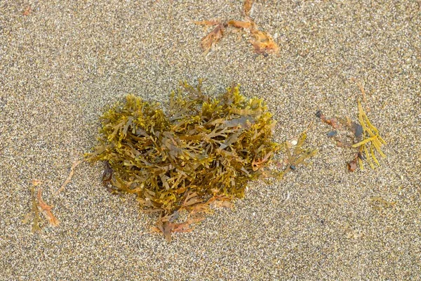 바다에 떠다니는 해초의 근처로 왔습니다 모래에 조류에 — 스톡 사진