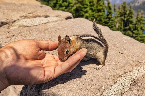 人类的手把食物送给石墙顶上可爱的花栗鼠 — 图库照片