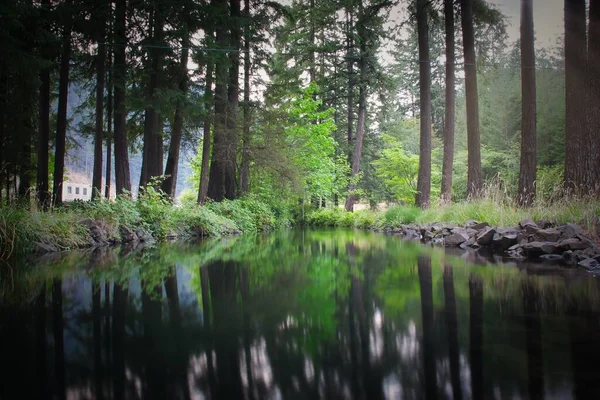 背景に木のある大きな魚池 — ストック写真