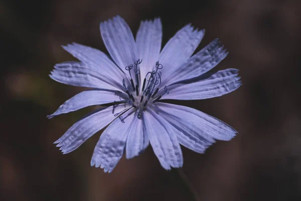 Primer Plano Una Flor Florecida Con Pétalos Púrpura Fondo Oscuro —  Fotos de Stock