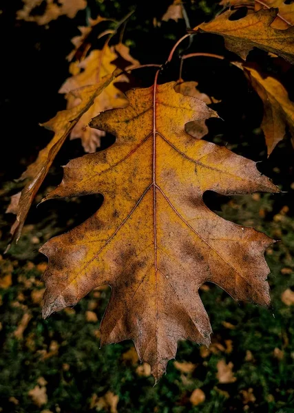 Eine Vertikale Nahaufnahme Eines Goldenen Herbstblattes Park — Stockfoto