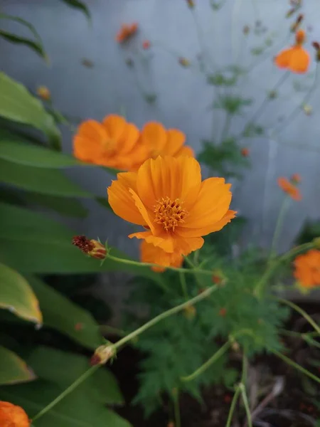 Une Mise Point Sélective Petites Fleurs Orange — Photo