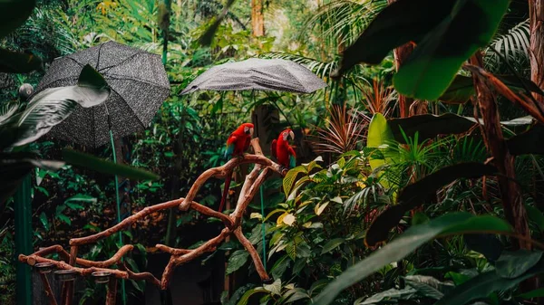 Двоє Червоних Папуг Ара Гілці Тропічному Саду Блудель Консерваторії Ванкувері — стокове фото