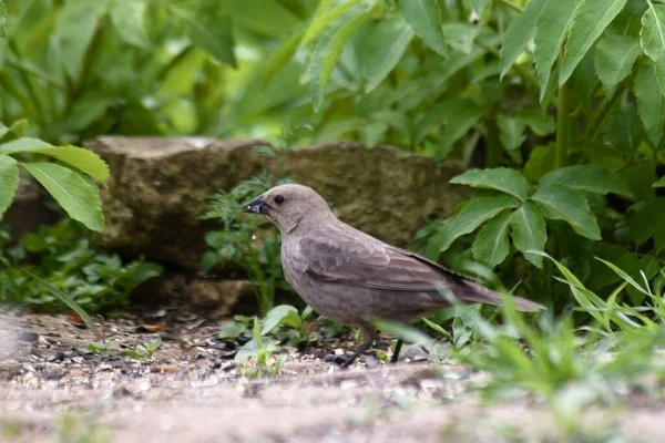 Closeup Shot Little Gray Bird Walking Ground — Stock Photo, Image