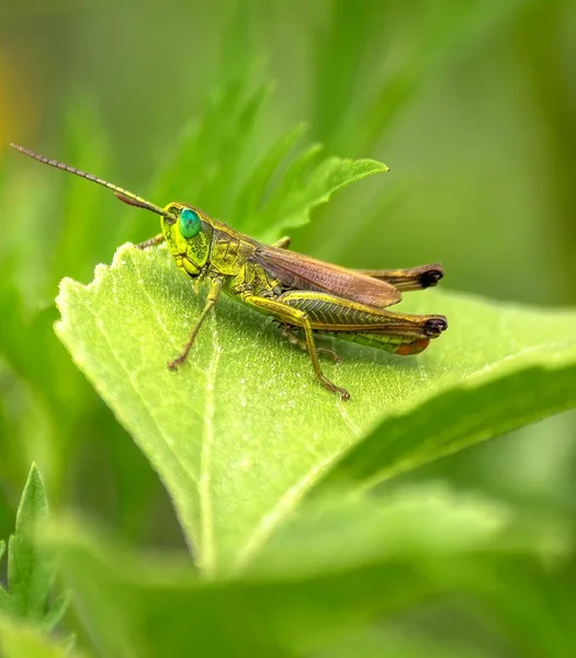 Macro Shot Grasshopper Leaf — Stock Photo, Image