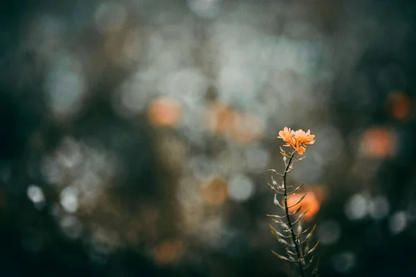 地平線に植物がぼやけた細い茎を持つオレンジ色の野花 — ストック写真