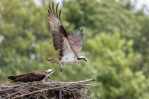Águila Pescadora Volando Del Nido Dejando Los Bebés —  Fotos de Stock