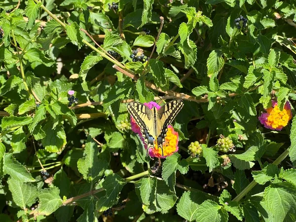 Closeup Old World Swallowtail Perched Lantana Flower Green Shrub — Stock Photo, Image