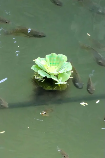 Detailní Záběr Zelených Květinových Rostlin Vrcholu Vody Obklopen Rybami — Stock fotografie