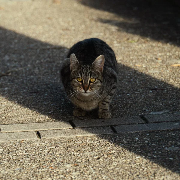 Striped Cat Sitting Street Looking Straight Camera — Stock Photo, Image