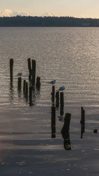 Vertical Shot Seagulls Standing Wooden Pillars Lake Sunset — Stock Photo, Image