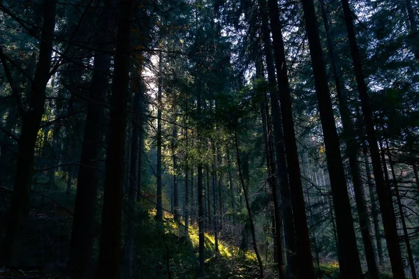 Krásná Krajina Hustého Lesa Mlze — Stock fotografie