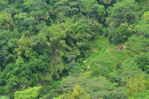 Pemandangan Hijau Yang Indah Dengan Pohon Pohon Hutan — Stok Foto