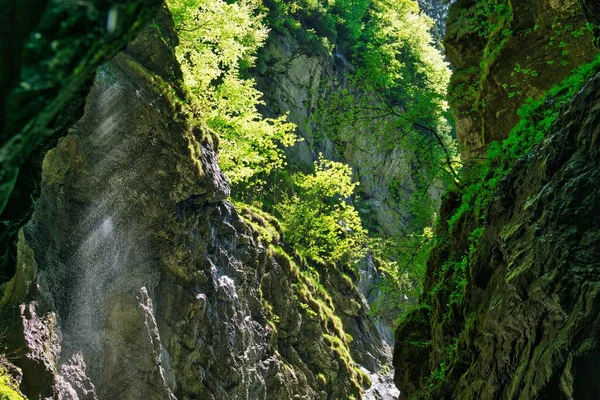 在阳光灿烂的日子 绿树成荫的悬崖 — 图库照片