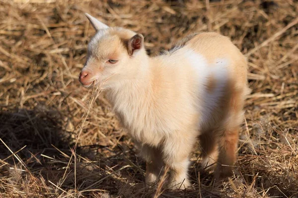 Baby Goat Standing Hay Hill Top Berry Farm Winery Nelson — Stock Photo, Image
