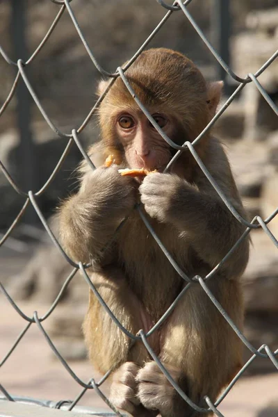 Photographing Cute Monkeys Beijing Zoo — Stock Photo, Image