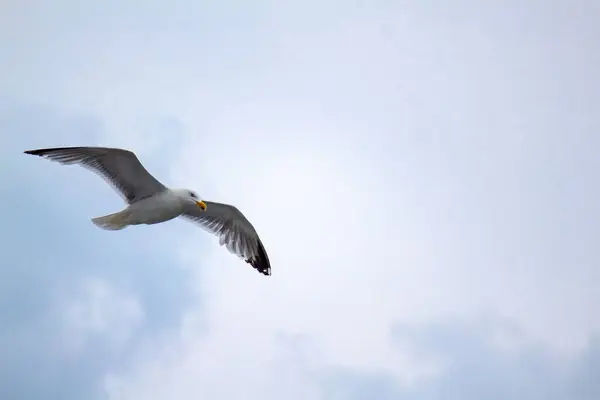 Açık Kanatları Parlak Gökyüzüne Doğru Uçan Bir Martının Alçak Açılı — Stok fotoğraf