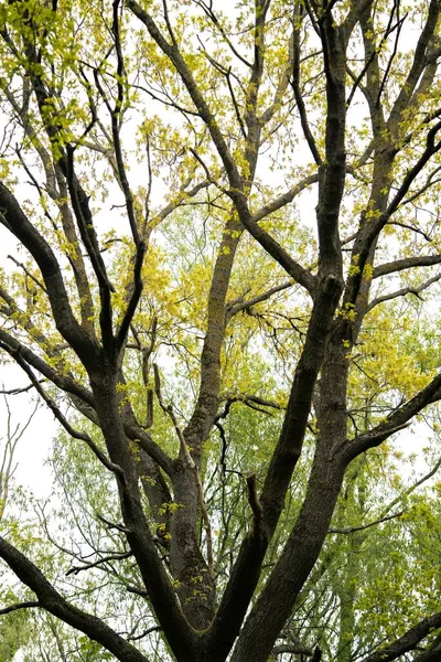 Pionowe Zbliżenie Widok Dużego Drzewa Szerokimi Gałęziami Zielonymi Liśćmi Strzał — Zdjęcie stockowe