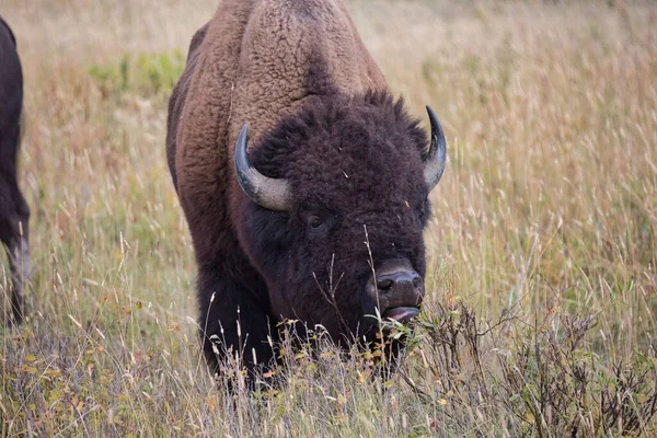 Bisonte Comendo Enrolando Sua Língua Redor Arbusto Parque Nacional Yellowstone — Fotografia de Stock