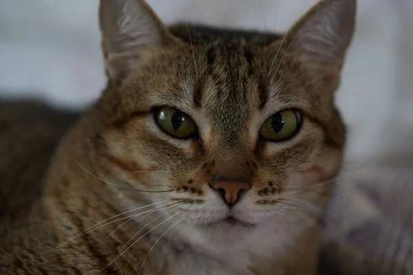 Pequeno Bebê Tigre Gato Caty Brincando Com Irmãos Mãe — Fotografia de Stock