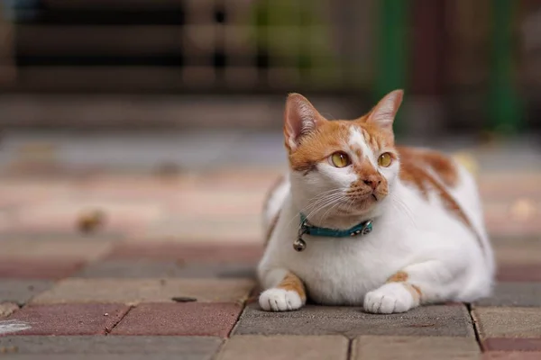 屋外の地面に座っている生姜と白のかわいい目の猫 — ストック写真