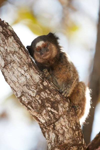 ブラジルの森の野生霊長類は — ストック写真