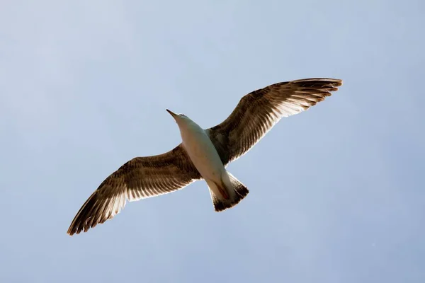 Tiro Ângulo Baixo Uma Gaivota Cáspio Voadora Com Céu Sem — Fotografia de Stock