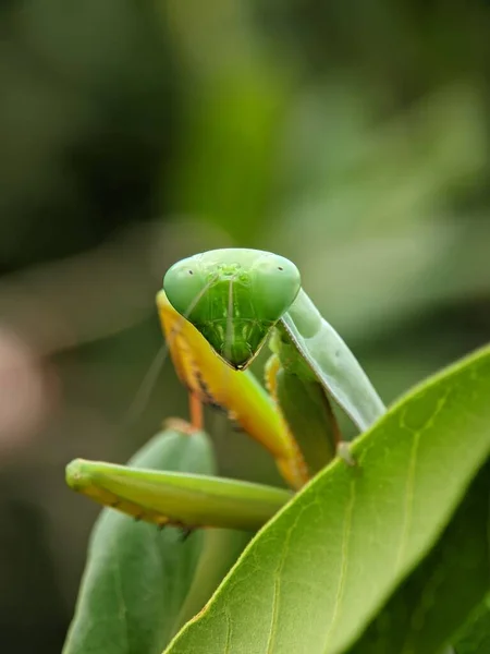 Egy Imádkozó Sáska Rhombodera Extensicollis Közelsége Mantidae Családban — Stock Fotó