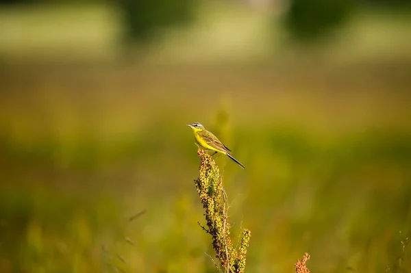 Güneşli Bir Havada Tarladaki Bir Bitkinin Üzerine Tünemiş Sarı Bir — Stok fotoğraf