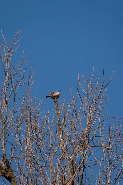 Selektivní Pták Vrcholku Stromu Proti Modré Obloze — Stock fotografie